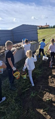Praca na polu. Wykopki! — zdjęcie 6