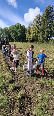 Praca na polu. Wykopki! — zdjęcie 8